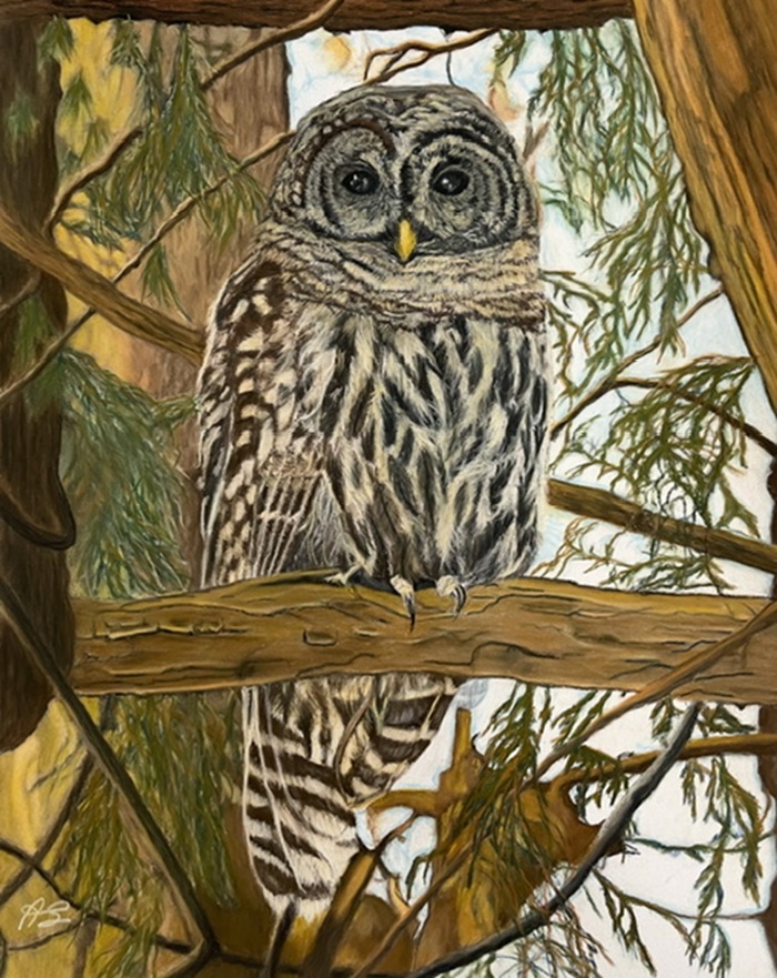 Realistic pastel painting by Anne Shaughnessy depicting a barred owl sitting on a tree branch.