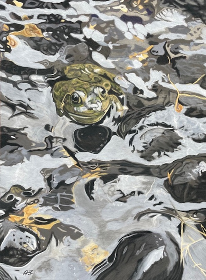 Realistic pastel painting by Anne Shaughnessy depicting a frog in the water.